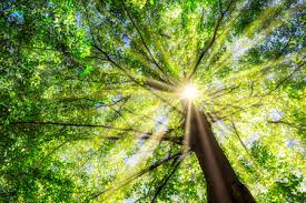 HealthyTreeImage