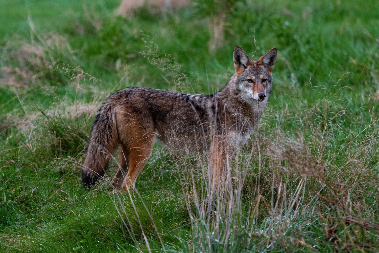Carter County Predator Board