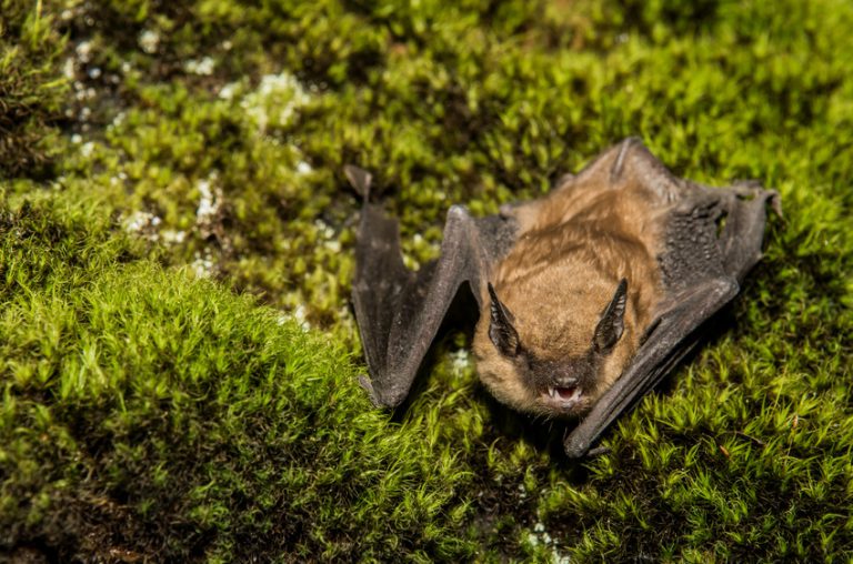 Brown Bat