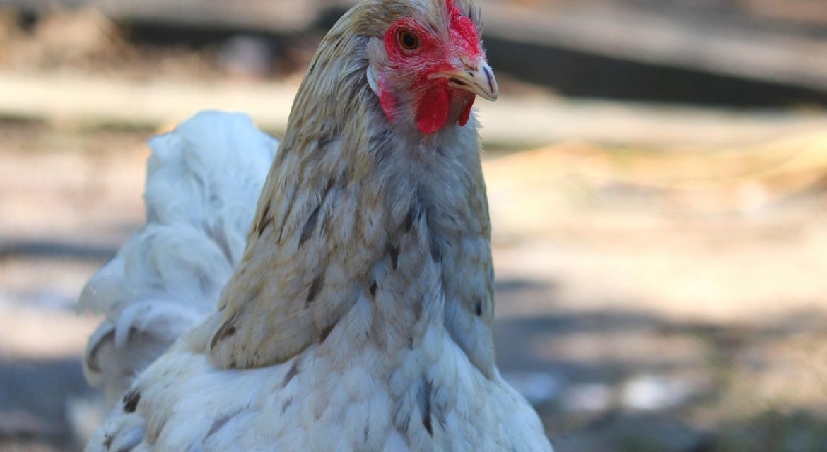 Chicken