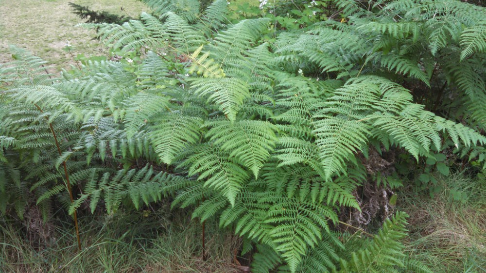 pteridium_aquilinum_1