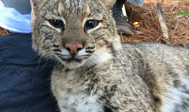 Save Kiawah Bobcats