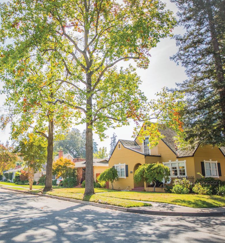 trees and street