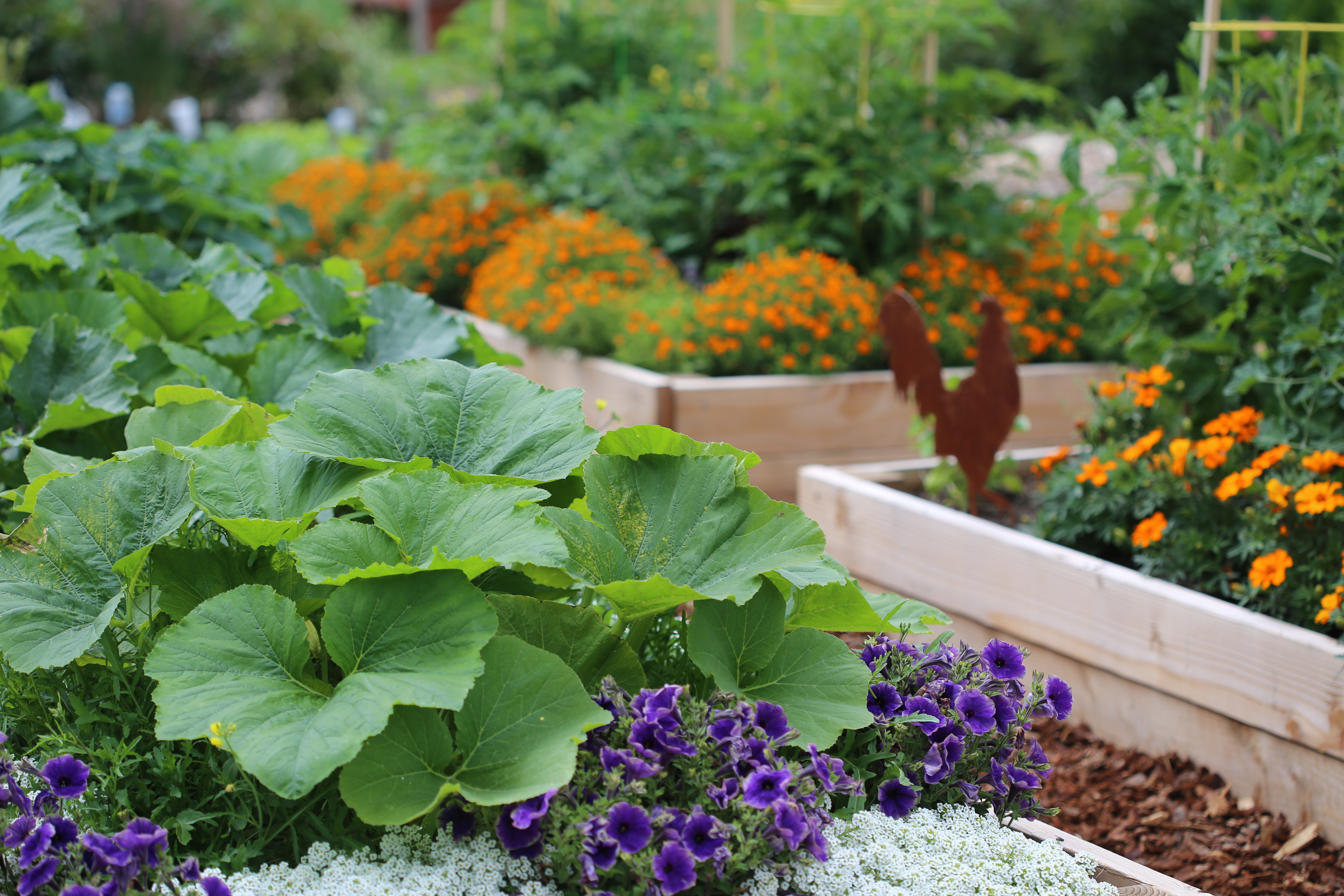 4_Edibles Raised Bed shutterstock_201835483 WE OWN