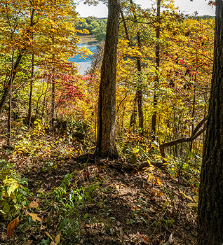 a highly wooded area on the top of a ledge