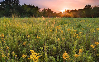an overgrown field